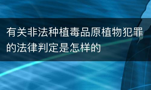 有关非法种植毒品原植物犯罪的法律判定是怎样的
