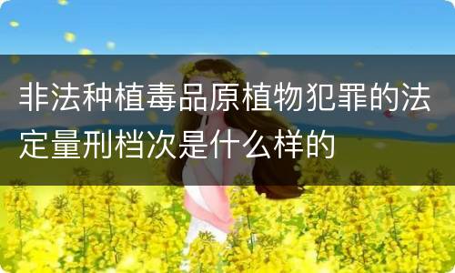 非法种植毒品原植物犯罪的法定量刑档次是什么样的