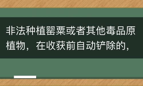 非法种植罂粟或者其他毒品原植物，在收获前自动铲除的，是否可以免除处罚