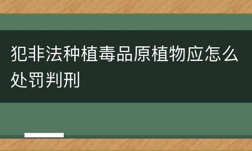 犯非法种植毒品原植物应怎么处罚判刑
