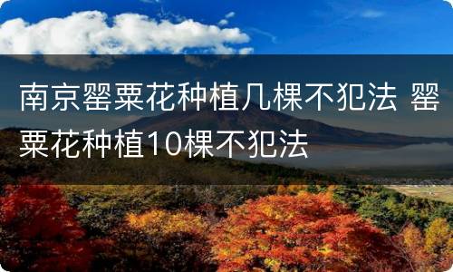 南京罂粟花种植几棵不犯法 罂粟花种植10棵不犯法