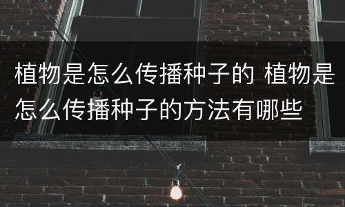 植物是怎么传播种子的 植物是怎么传播种子的方法有哪些