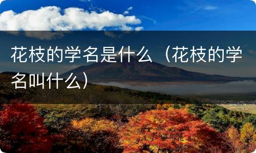 花枝的学名是什么（花枝的学名叫什么）