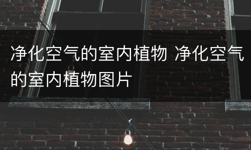 净化空气的室内植物 净化空气的室内植物图片