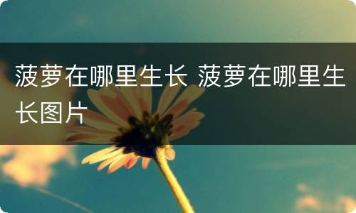 菠萝在哪里生长 菠萝在哪里生长图片