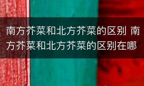 南方芥菜和北方芥菜的区别 南方芥菜和北方芥菜的区别在哪
