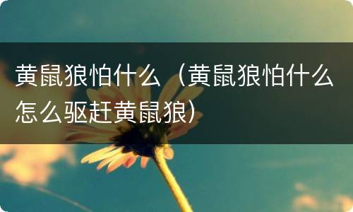 黄鼠狼怕什么（黄鼠狼怕什么怎么驱赶黄鼠狼）