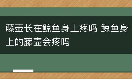 藤壶长在鲸鱼身上疼吗 鲸鱼身上的藤壶会疼吗