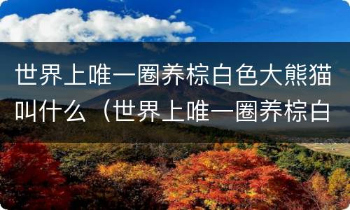 世界上唯一圈养棕白色大熊猫叫什么（世界上唯一圈养棕白色大熊猫叫什么名字）