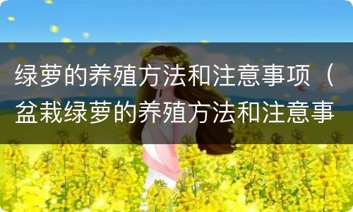 绿萝的养殖方法和注意事项（盆栽绿萝的养殖方法和注意事项）