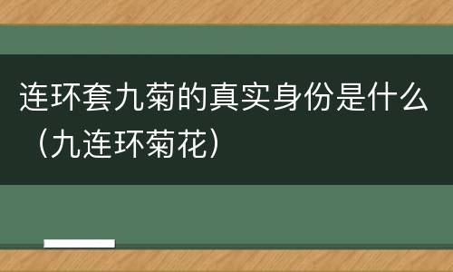 连环套九菊的真实身份是什么（九连环菊花）