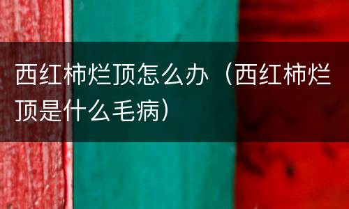 西红柿烂顶怎么办（西红柿烂顶是什么毛病）