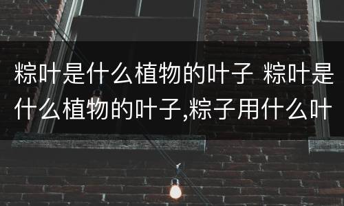 粽叶是什么植物的叶子 粽叶是什么植物的叶子,粽子用什么叶子包好?