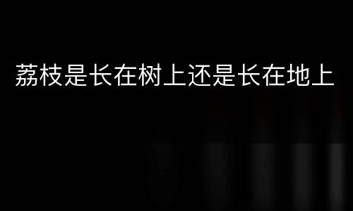 荔枝是长在树上还是长在地上