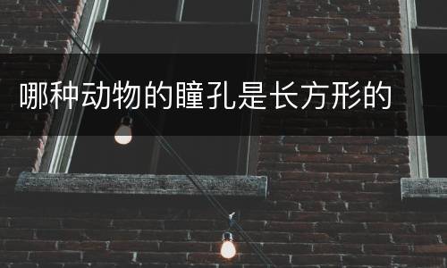 哪种动物的瞳孔是长方形的