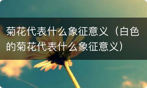 菊花代表什么象征意义（白色的菊花代表什么象征意义）