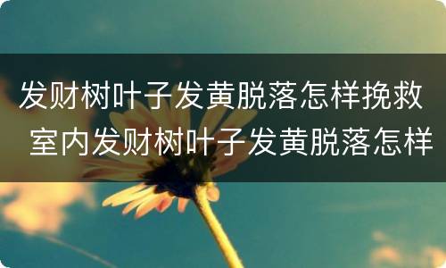 发财树叶子发黄脱落怎样挽救 室内发财树叶子发黄脱落怎样挽救