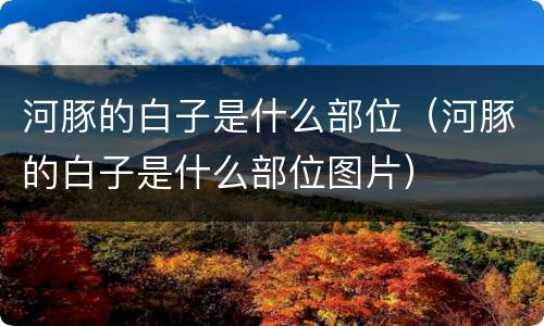 河豚的白子是什么部位（河豚的白子是什么部位图片）