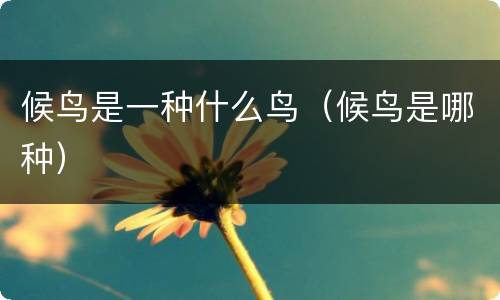 候鸟是一种什么鸟（候鸟是哪种）