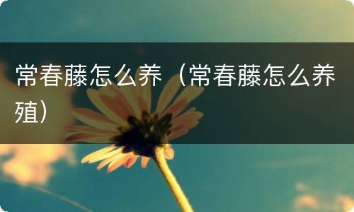 常春藤怎么养（常春藤怎么养殖）