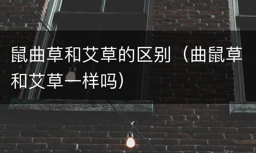 鼠曲草和艾草的区别（曲鼠草和艾草一样吗）