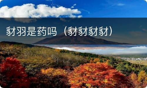 豺羽是药吗（豺豺豺豺）