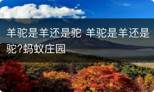 羊驼是羊还是驼 羊驼是羊还是驼?蚂蚁庄园