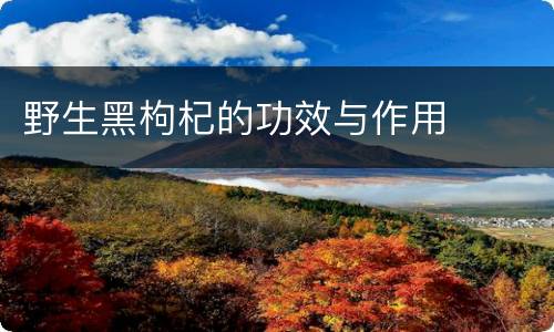 野生黑枸杞的功效与作用