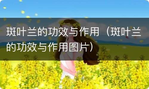 斑叶兰的功效与作用（斑叶兰的功效与作用图片）