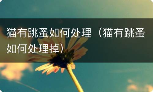 猫有跳蚤如何处理（猫有跳蚤如何处理掉）