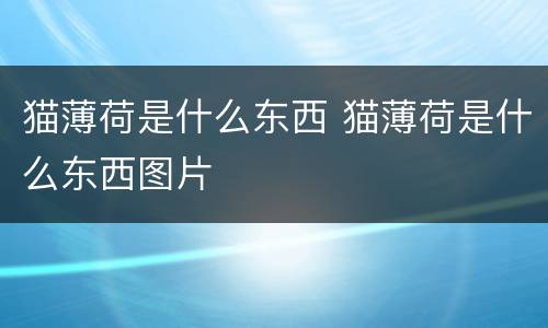 猫薄荷是什么东西 猫薄荷是什么东西图片