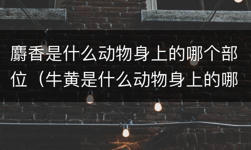 麝香是什么动物身上的哪个部位（牛黄是什么动物身上的哪个部位）