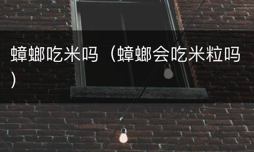 蟑螂吃米吗（蟑螂会吃米粒吗）