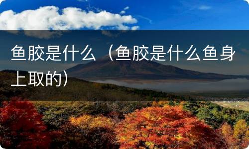 鱼胶是什么（鱼胶是什么鱼身上取的）