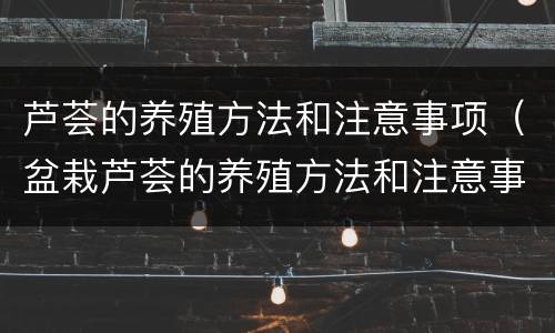芦荟的养殖方法和注意事项（盆栽芦荟的养殖方法和注意事项）