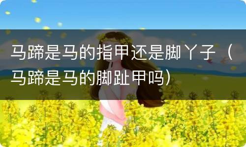 马蹄是马的指甲还是脚丫子（马蹄是马的脚趾甲吗）