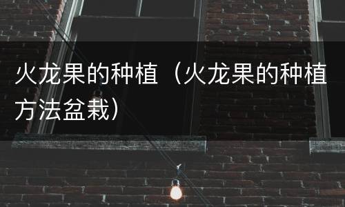 火龙果的种植（火龙果的种植方法盆栽）