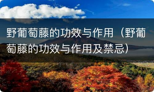 野葡萄藤的功效与作用（野葡萄藤的功效与作用及禁忌）