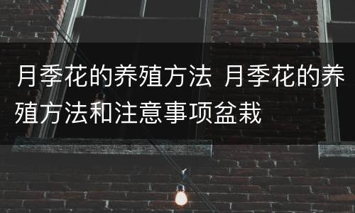 月季花的养殖方法 月季花的养殖方法和注意事项盆栽