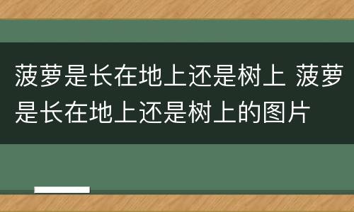 菠萝是长在地上还是树上 菠萝是长在地上还是树上的图片