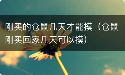 刚买的仓鼠几天才能摸（仓鼠刚买回家几天可以摸）