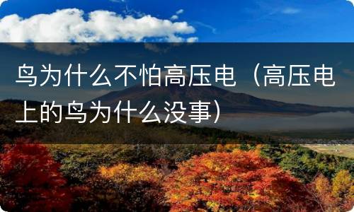 鸟为什么不怕高压电（高压电上的鸟为什么没事）