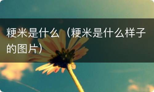 粳米是什么（粳米是什么样子的图片）
