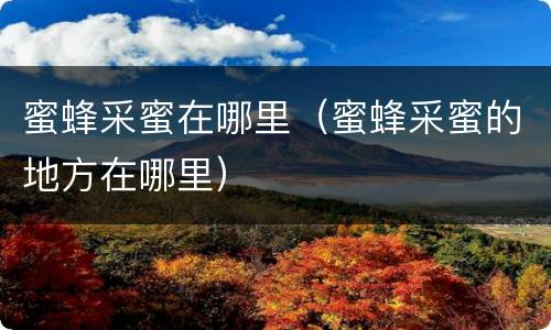 蜜蜂采蜜在哪里（蜜蜂采蜜的地方在哪里）