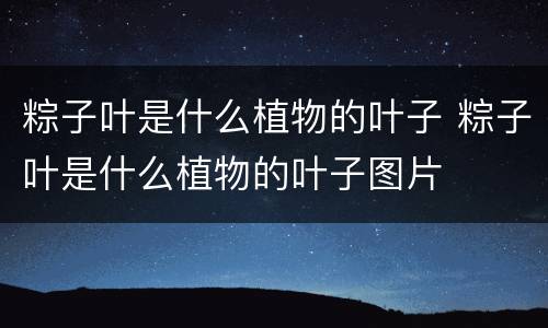 粽子叶是什么植物的叶子 粽子叶是什么植物的叶子图片