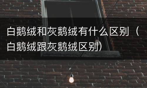 白鹅绒和灰鹅绒有什么区别（白鹅绒跟灰鹅绒区别）