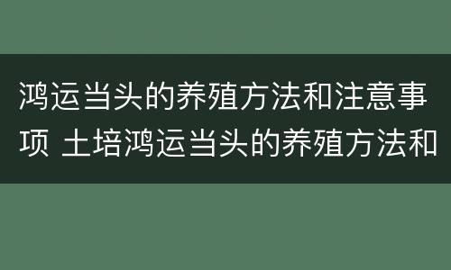 鸿运当头的养殖方法和注意事项 土培鸿运当头的养殖方法和注意事项