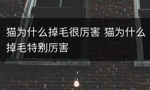 猫为什么掉毛很厉害 猫为什么掉毛特别厉害