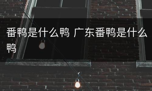 番鸭是什么鸭 广东番鸭是什么鸭