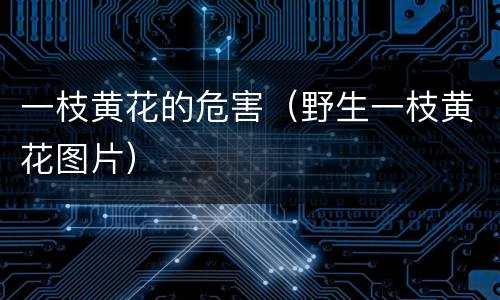 一枝黄花的危害（野生一枝黄花图片）